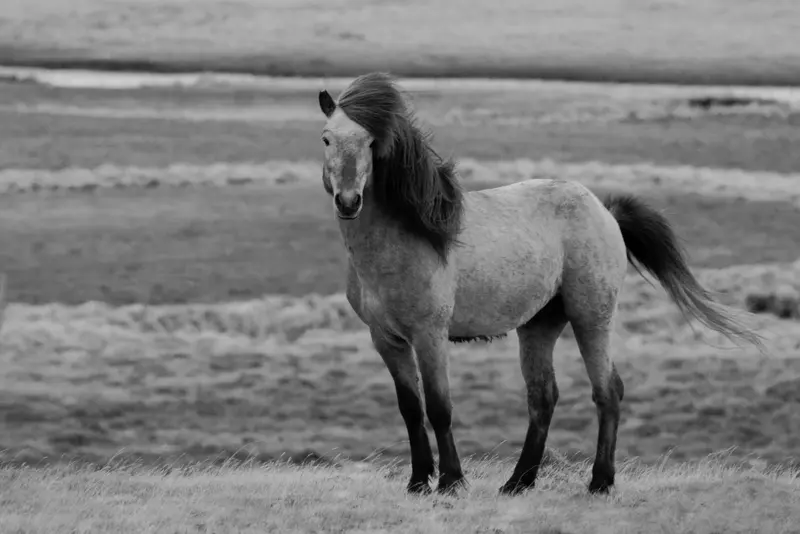 A wild horse with a windblown mane standing in a grassy field, in black and white.